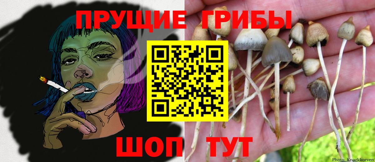 Галлюциногенные грибы Psilocybine cubensis Нурлат